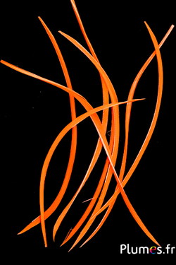 Oie strippé  - 10-17 cm - orange